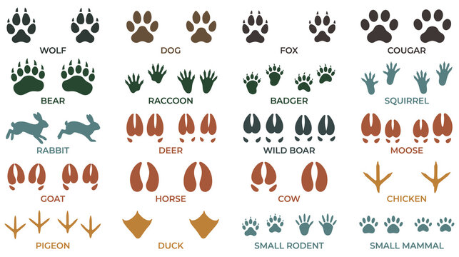 Various wild animal footprints isolated on white for wildlife tracking guides.