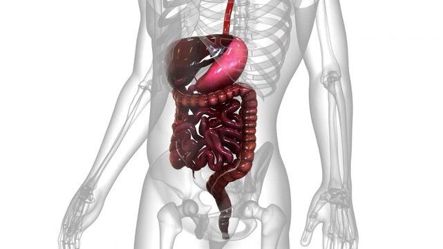 Human Digestive System Anatomy Animation Concept