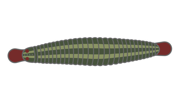Segmented leech illustration showing the detailed body of a bloodsucking annelid worm with suckers on both ends for biological study.