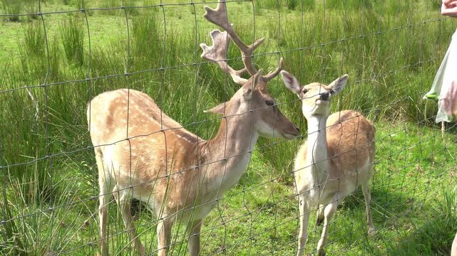 A visitor with a bag feeding spotted fallow deer through a wire mesh fence in an eco park. Touching wildlife interaction, sustainable ecotourism, animal welfare, nature travel, and country getaway