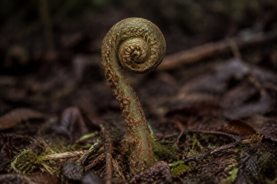 Involute fern fiddlehead in forest moss, growth and nature renewal concept