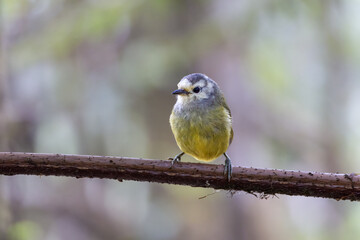 A beautiful small songbird with a distinctive grey head and yellow belly perched gracefully on a dry tree branch against a soft blurred background, capturing a peaceful moment of wildlife in nature. © Scorpii