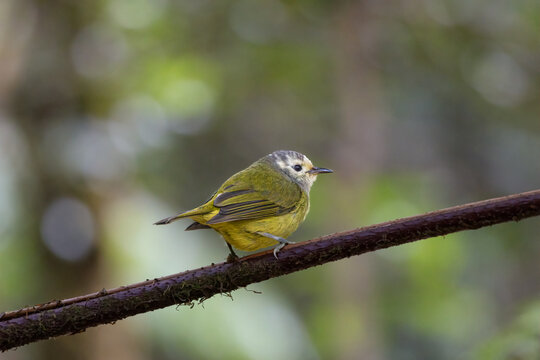 A close-up shot of a small Javan Heleia (Heleia javanica) bird with olive-green and yellow feathers, perched beautifully on a mossy tree branch against a soft blurred forest background.