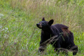 Young Black Bear Cub Foraging in Meadow Grass Wild Nature Portrait at Dusk © dfriend150