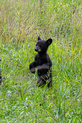 Curious Black Bear Cub Standing in Tall Green Meadow Grass Wildlife Portrait © dfriend150