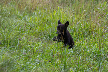 Black Bear Cub Sitting in Tall Grass Meadow Eating Plants Wildlife Nature Portrait © dfriend150