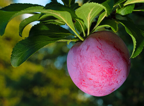 Golden hour in the plum orchard