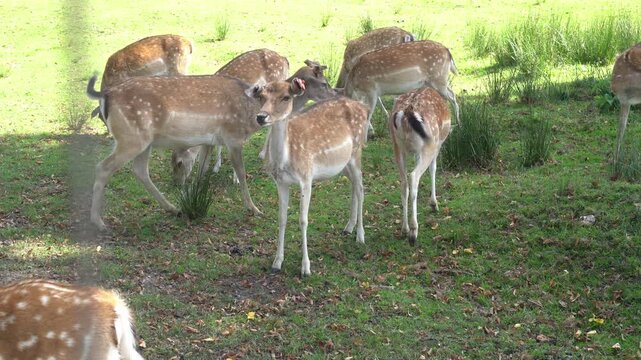 Herd of spotted fallow deer grazing and resting on a green meadow in an eco park. Natural wildlife habitat, sustainable ecotourism, biosphere conservation, animal welfare, and peaceful getaway