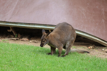 Wallaby Standing on Green Grass Near Shelter, Side View © pumppump