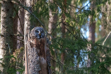 Fototapeta premium Great grey owl, Strix nebulosa