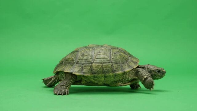 Green Turtle Crawling Forward on Chroma Key Green Screen Stock Footage