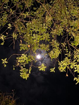 tree and moon