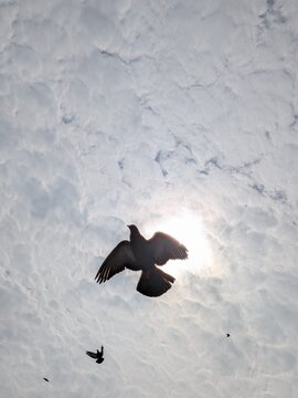 Pigeon in the sky 