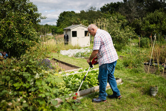 A senior gardener maintaining his allotment with a grass strimmer