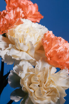 Colorful flowers with white and peach petals stand against blue