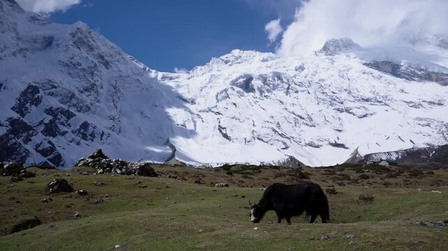 Yak grazing in the grassland in Manaslu Circuit Trek | Beautiful Mountains in background