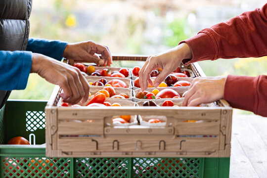Hands of Female Farm Workers Sorting Premium Tomatoes for Local Market