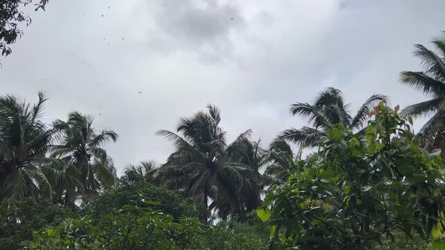 Windy monsoon weather with palm trees swaying under rainy overcast sky in North Goa India