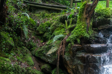 Fototapeta premium Lush green moss and ferns growing on dark rocks next to a cascading forest waterfall.