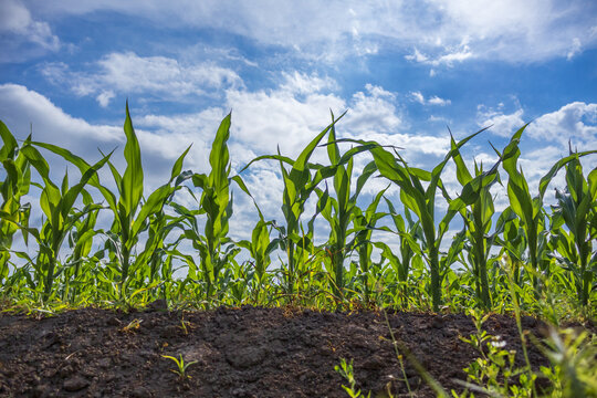 Tall corn plants are growing in neat rows in a field. The sun is shining, and fluffy clouds are visible in the blue sky. The ground is dark and rich