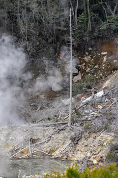 a dead tree trunk and withered plants near a steaming sulfur spring