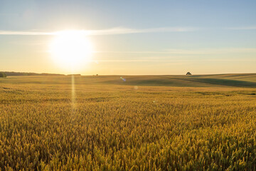 Sunrise brings light to a vast field of wheat. The golden plants stretch across the land under a clear sky with a sun rising in the distance. Soft hills outline the background © Роман Булатов