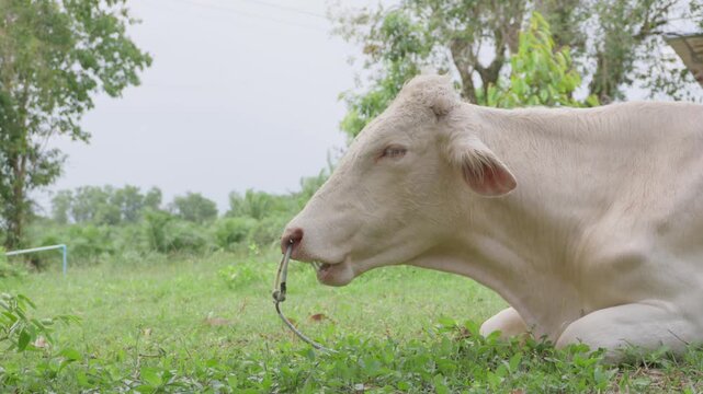 White cow lying and resting on green grassland in a farm, concept of agriculture, livestock raising, rural life, animal husbandry, and peaceful countryside environment.