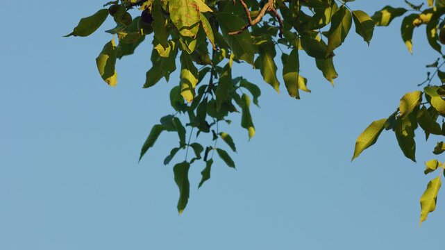 Green walnut tree branches against clear blue sky in sunny daylight