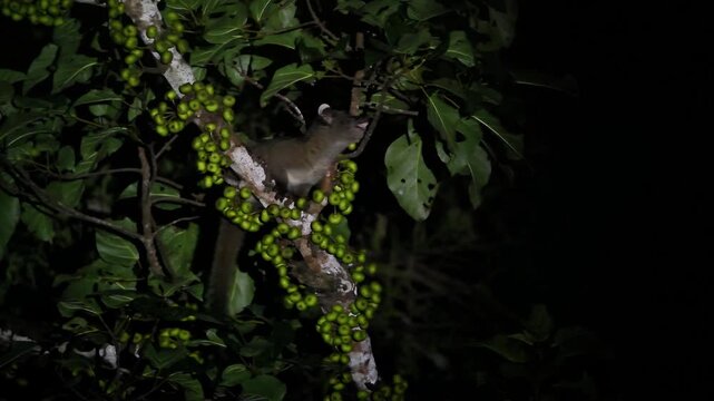 Small-toothed palm civet (Arctogalidia trivirgata) foraging on a wild fig tree at night in the tropical rainforest.