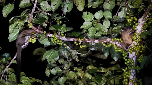 Small-toothed palm civet (Arctogalidia trivirgata) foraging on a wild fig tree at night in the tropical rainforest.