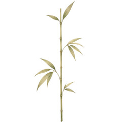 Fototapeta premium Single bamboo stalk stands tall against a clean white background. Leaves are fresh, gently curved, with natural green hues. Stalk shows subtle node patterns and smooth texture