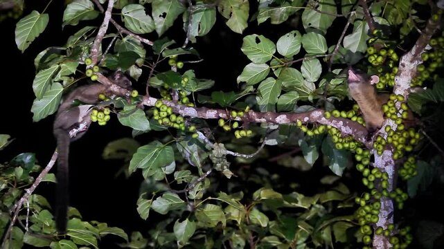 Small-toothed palm civet (Arctogalidia trivirgata) foraging on a wild fig tree at night in the tropical rainforest.