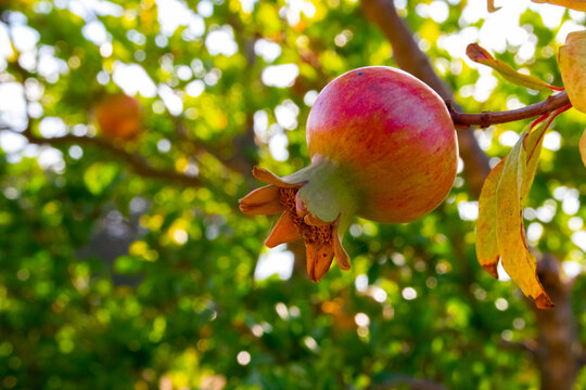 Frutta autunnale: fichi, uva, melograno