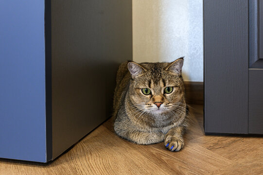 tabby cat with vivid green eyes rests in tight corner between furniture. it has blue‑painted claws, composed expression, lies on light wooden floor