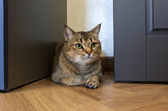 tabby cat with vivid green eyes rests in tight corner between furniture. it has blue‑painted claws, composed expression, lies on light wooden floor