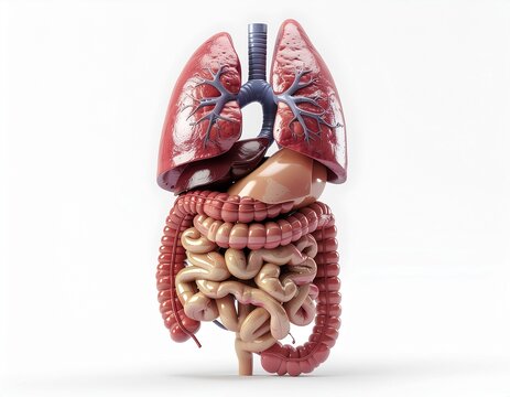 Human Digestive System Anatomy Medical Illustration
