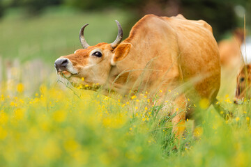 Brown horned cow grazing in green pasture with yellow flowers © STOCKEROcr