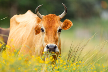 Brown cow with horns grazing in yellow flowers field © STOCKEROcr