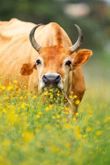Cow grazing in a blooming yellow flower field © STOCKEROcr