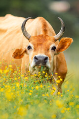 Brown cow grazing green grass in yellow flowery pasture © STOCKEROcr