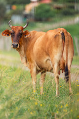 Brown cow grazing in green pasture looking © STOCKEROcr
