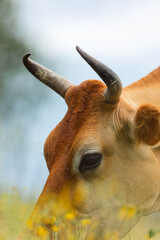 Brown cow grazing in green pasture with yellow flowers © STOCKEROcr
