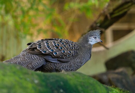 Grey peacock-pheasant (Polyplectron bicalcaratum)