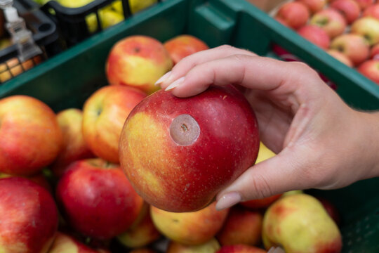 A customer inspecting a spoiled apple in a store. A person holding a red apple with a defect against the background of fruit crates, finding flaws