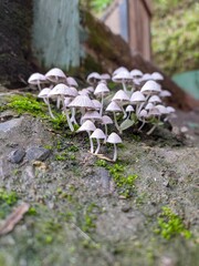 Umbrella mushroom © Uber