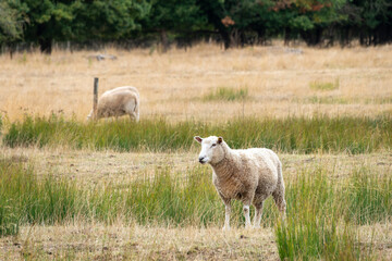 sheep in Harnham water meadows Salisbury Wiltshire England © Penny