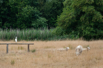 Egret egretta garzetta and sheep in Harnham Water Meadows Salisbury Wiltshire England © Penny