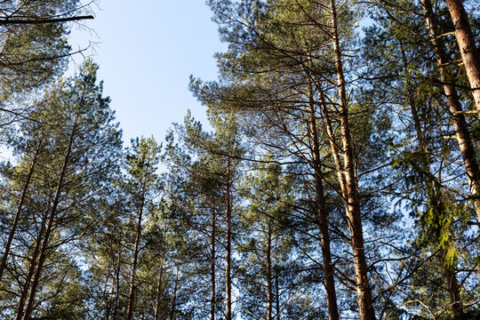 Colorful forest covering with shining sunlight creates ideal calm and adventure atmosphere
