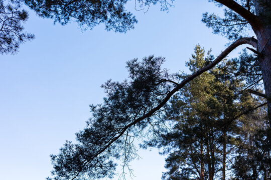 Serene nature scene. Peaceful natural landscape with arching branches and layered silhouettes