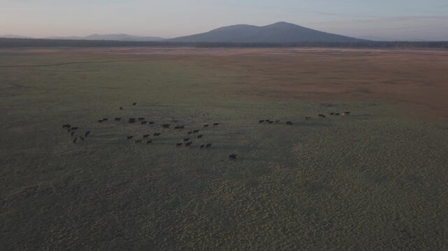 Low aerial flyover of a range cattle herd on the move at McCoy Flat, Lassen County, California &mdash; drone passes close as the animals cross open rangeland with a distant mountain backdrop.